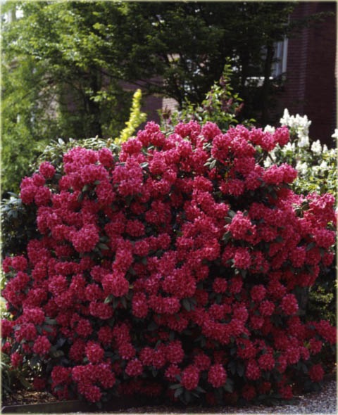 Rododendron wielkokwiatowy Dr.H.C.Dresselhuys - Rhododendron Dr.H.C.Dresselhuys