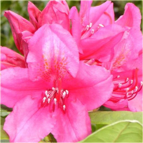 Rododendron wielkokwiatowy Dr.H.C.Dresselhuys - Rhododendron Dr.H.C.Dresselhuys