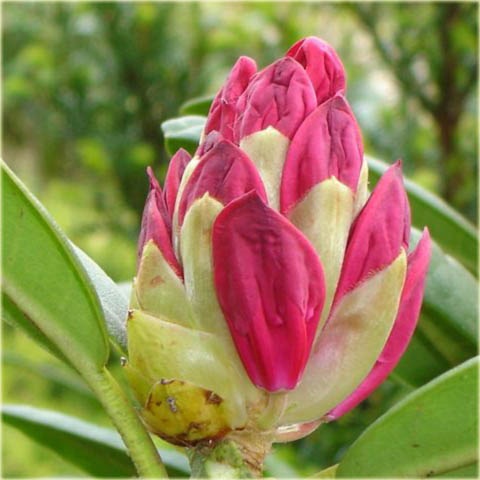 Rododendron wielkokwiatowy Dr.H.C.Dresselhuys - Rhododendron Dr.H.C.Dresselhuys