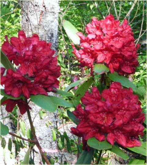 Rododendron wielkokwiatowy Dr.H.C.Dresselhuys - Rhododendron Dr.H.C.Dresselhuys