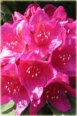 Rododendron wielkokwiatowy Dr.H.C.Dresselhuys - Rhododendron Dr.H.C.Dresselhuys