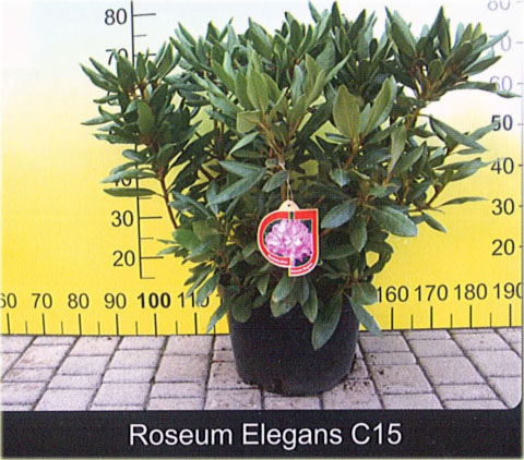 Rododendrony duże w doniczkach 15 litrowych