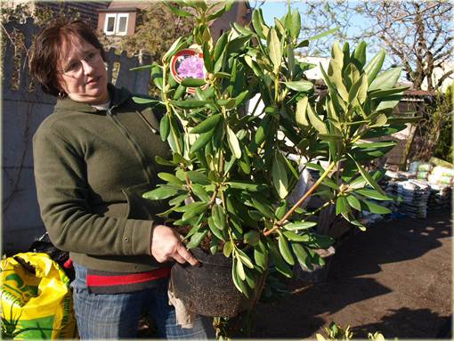Rododendrony duże w doniczkach 15 litrowych