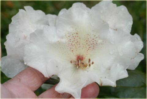 Rododendron williamsianum Gartendirektor Rieger - Rhododendron williamsianum Gartendirektor Rieger