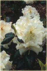 Rododendron williamsianum Gartendirektor Rieger - Rhododendron williamsianum Gartendirektor Rieger
