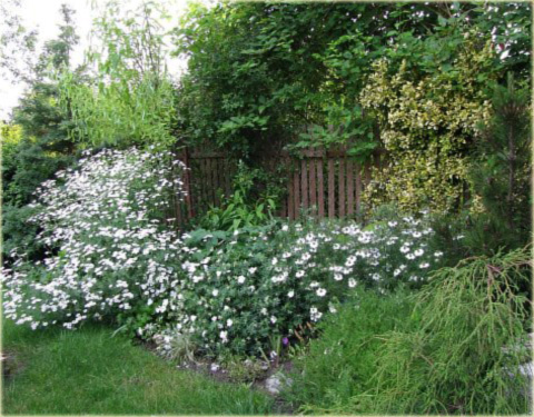 Rododendron wielkokwiatowy - Karibia Rhododendron Karibia