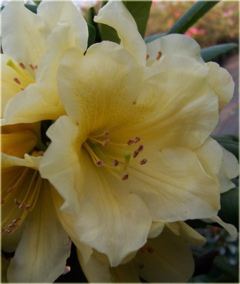Rododendron wielkokwiatowy - Karibia Rhododendron Karibia