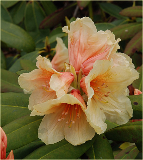 Rododendron wielkokwiatowy - Karibia Rhododendron Karibia