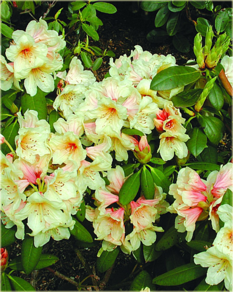 Rododendron wielkokwiatowy - Karibia Rhododendron Karibia