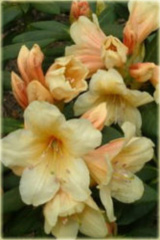 Rododendron wielkokwiatowy -  Karibia Rhododendron Karibia