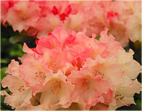 Rododendron jakuszimański Loreley - Rhododendron yakushimanum Loreley