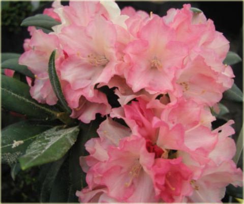Rododendron jakuszimański Loreley - Rhododendron yakushimanum Loreley
