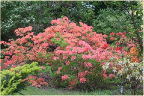 Rododendron jakuszimański Lumina - Rhododendron yakushimanum Lumina