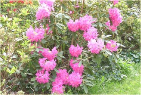 Rododendron jakuszimański Lumina - Rhododendron yakushimanum Lumina