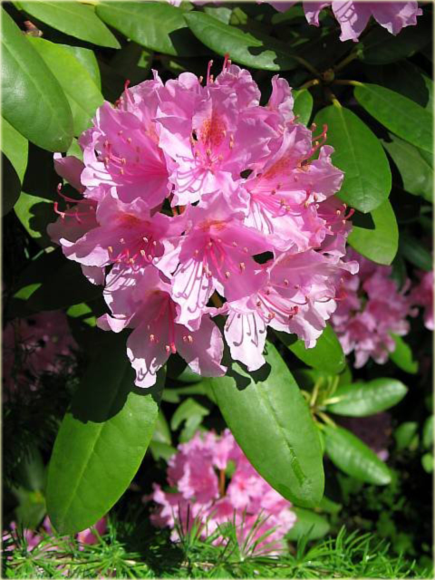 Rododendron jakuszimański Lumina - Rhododendron yakushimanum Lumina