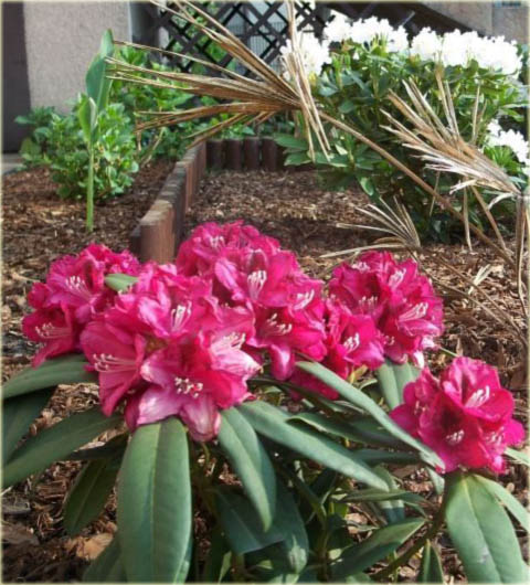 Rododendron wielkokwiatowy Mieszko I - Rhododendron Mieszko I