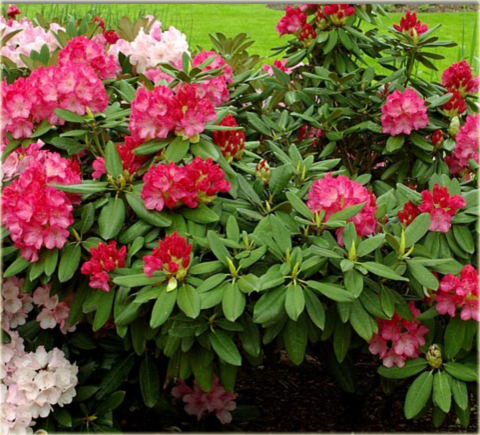 Rododendron jakuszimański Morgenrot - Rhododendron yakushimanum Morgenrot