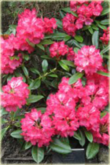 Rododendron jakuszimański Morgenrot - Rhododendron yakushimanum Morgenrot