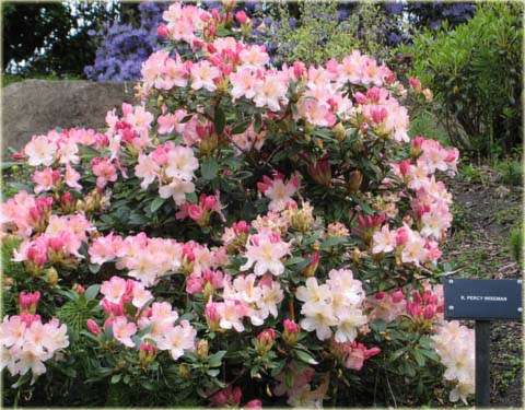 Rododendron jakuszimański Percy Wiseman - Rhododendron yakushimanum Percy Wiseman