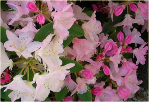 Rododendron jakuszimański Percy Wiseman - Rhododendron yakushimanum Percy Wiseman