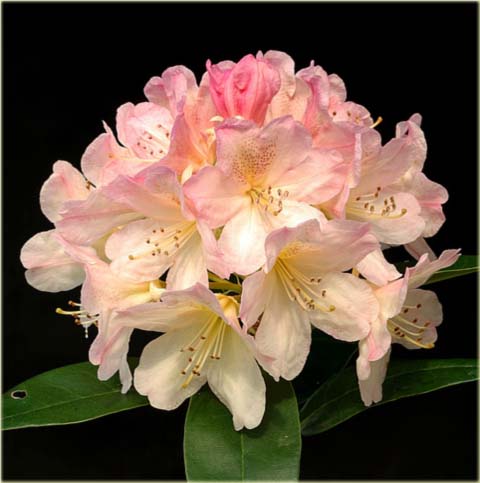 Rododendron jakuszimański Percy Wiseman - Rhododendron yakushimanum Percy Wiseman