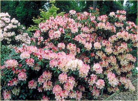 Rododendron jakuszimański Percy Wiseman - Rhododendron yakushimanum Percy Wiseman