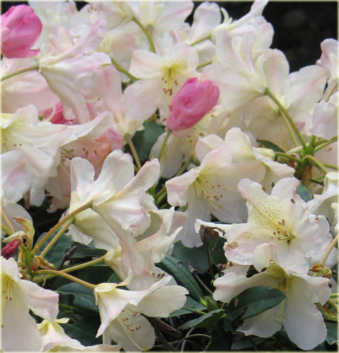 Rododendron jakuszimański Percy Wiseman - Rhododendron yakushimanum Percy Wiseman