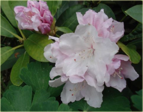 Rododendron jakuszimański Schneekrone - Rhododendron yakushimanum Schneekrone