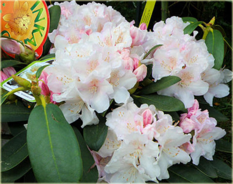 Rododendron jakuszimański Schneekrone - Rhododendron yakushimanum Schneekrone