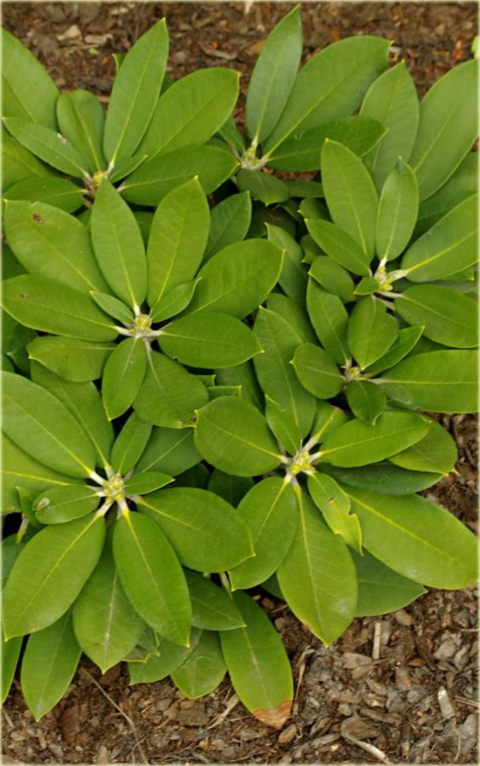 Rododendron jakuszimański Schneekrone - Rhododendron yakushimanum Schneekrone
