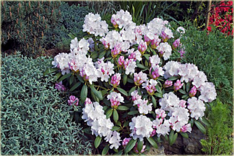 Rododendron jakuszimański Schneekrone - Rhododendron yakushimanum Schneekrone