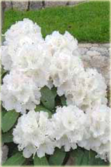 Rododendron jakuszimański Schneekrone - Rhododendron yakushimanum Schneekrone