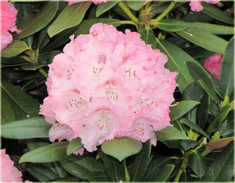 Rododendron jakuszimański Schneverdingen - Rhododendron yakushimanum Schneverdingen