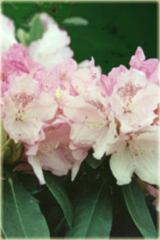 Rododendron jakuszimański Schneverdingen - Rhododendron yakushimanum Schneverdingen