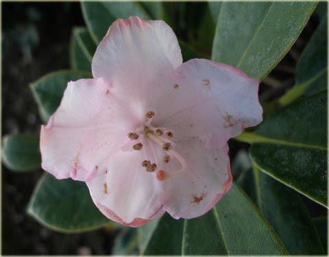 Rododendron jakuszimański Silberwolke - Rhododendron yakushimanum Silberwolke