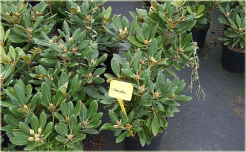 Rododendron jakuszimański Silberwolke - Rhododendron yakushimanum Silberwolke