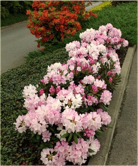 Rododendron jakuszimański Silberwolke - Rhododendron yakushimanum Silberwolke