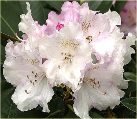 Rododendron jakuszimański Silberwolke - Rhododendron yakushimanum Silberwolke