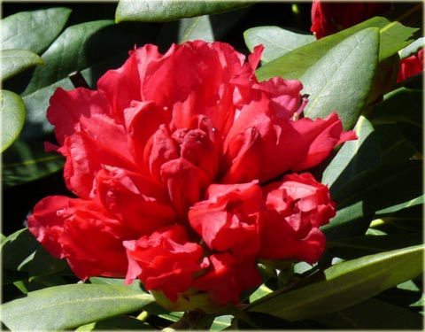 Rododendron jakuszimański Sneezy - Rhododendron yakushimanum Sneezy