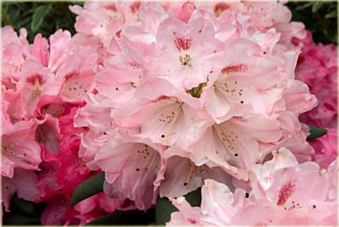 Rododendron jakuszimański Sneezy - Rhododendron yakushimanum Sneezy