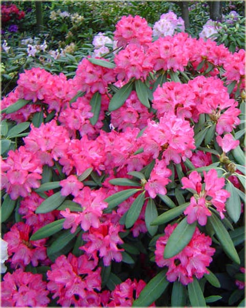 Rododendron jakuszimański Sneezy - Rhododendron yakushimanum Sneezy