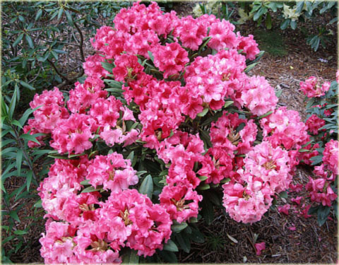 Rododendron jakuszimański Sweet Sue - Rhododendron yakushimanum Sweet Sue