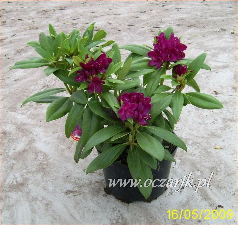 sadzonki_rododendron44