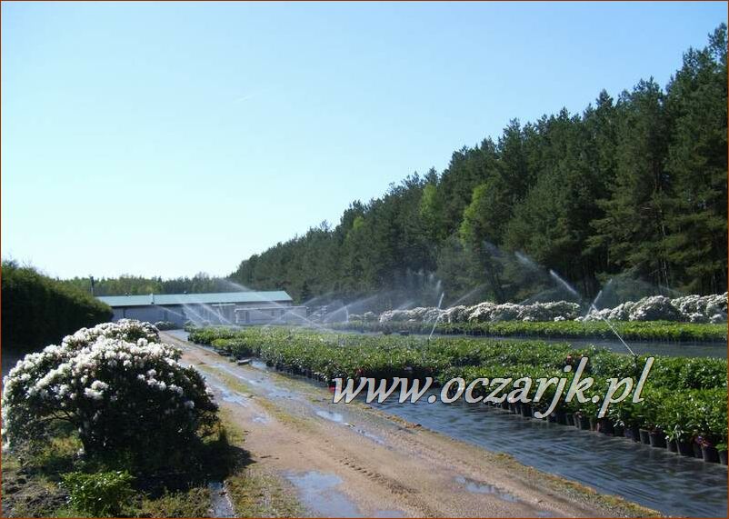 sadzonki_rododendron03