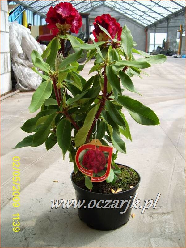 sadzonki_rododendron07