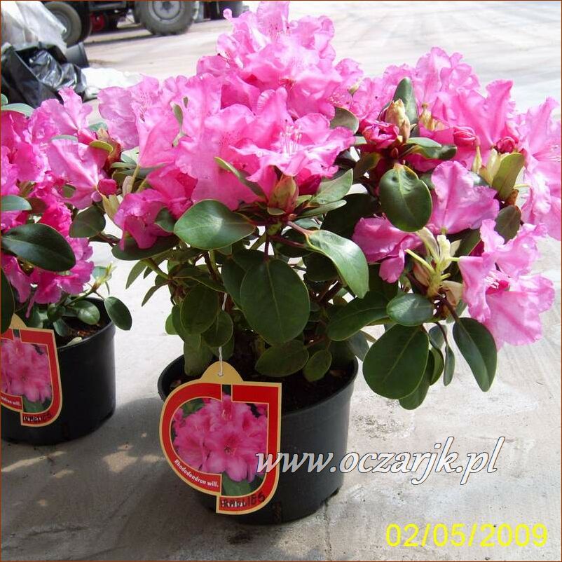 sadzonki_rododendron12