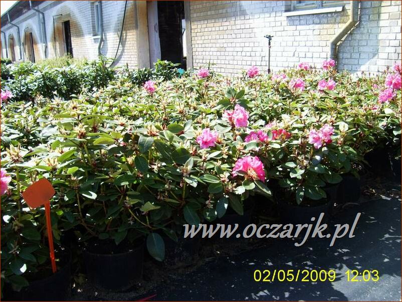 sadzonki_rododendron22