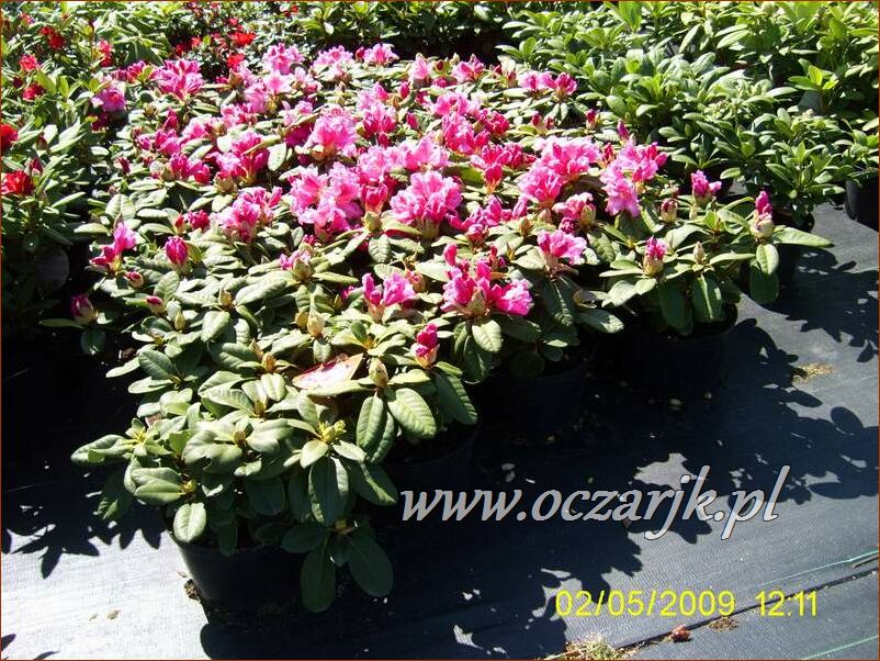 sadzonki_rododendron25