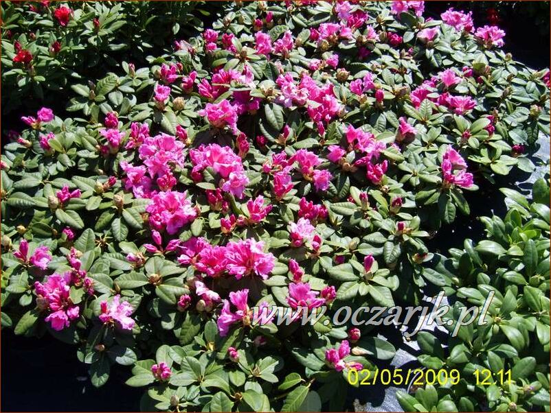 sadzonki_rododendron26