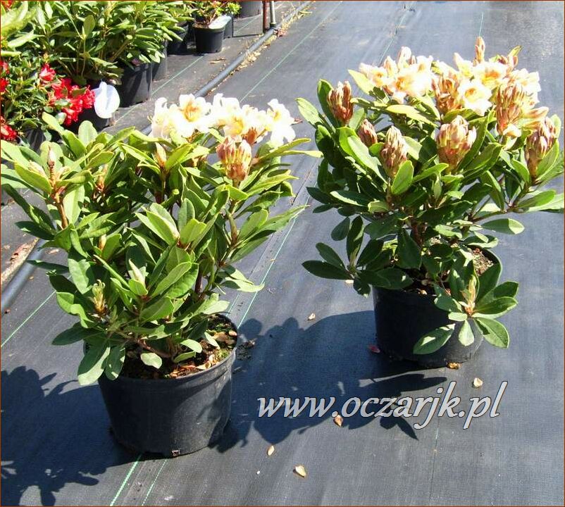 sadzonki_rododendron31